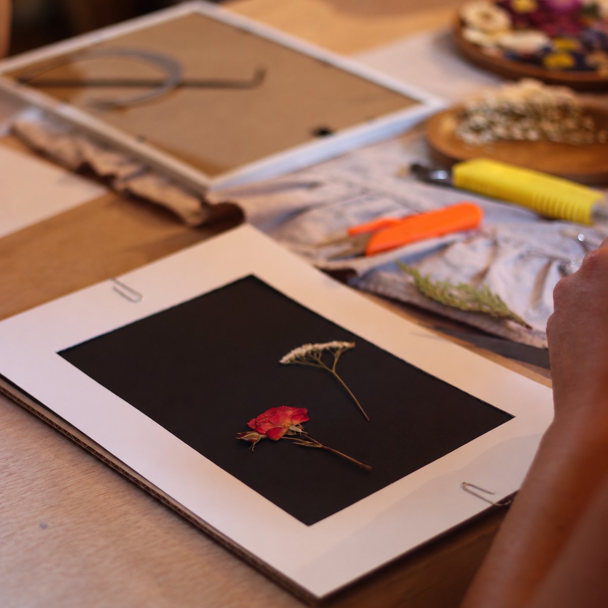 Composición con una rosa y milenrama prensadas sobre fondo negro